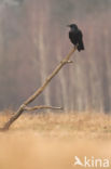 Common Raven (Corvus corax)