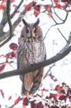 Long-eared Owl (Asio otus)