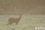 Roe Deer (Capreolus capreolus)