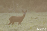 Roe Deer (Capreolus capreolus)