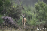 Roe Deer (Capreolus capreolus)