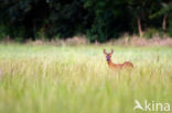 Roe Deer (Capreolus capreolus)