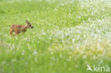 Roe Deer (Capreolus capreolus)