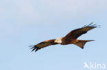 Red Kite (Milvus milvus)