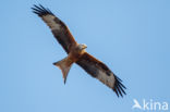 Red Kite (Milvus milvus)