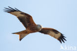 Red Kite (Milvus milvus)