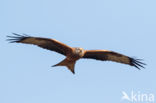 Red Kite (Milvus milvus)