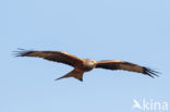 Red Kite (Milvus milvus)