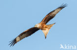 Red Kite (Milvus milvus)