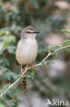 Roestflankprinia (Prinia subflava)