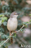 Roestflankprinia (Prinia subflava)