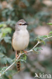 Roestflankprinia (Prinia subflava)