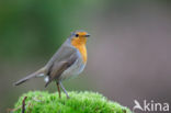 European Robin (Erithacus rubecula)