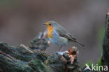 European Robin (Erithacus rubecula)