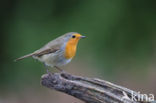 European Robin (Erithacus rubecula)