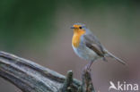 European Robin (Erithacus rubecula)