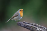 European Robin (Erithacus rubecula)