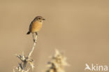 European Stonechat (Saxicola rubicola)