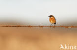 European Stonechat (Saxicola rubicola)