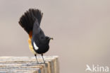 Mocking Cliff-Chat (Thamnolaea cinnamomeiventris)