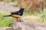 Mocking Cliff-Chat (Thamnolaea cinnamomeiventris)