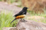 Mocking Cliff-Chat (Thamnolaea cinnamomeiventris)