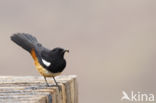 Mocking Cliff-Chat (Thamnolaea cinnamomeiventris)