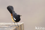 Mocking Cliff-Chat (Thamnolaea cinnamomeiventris)