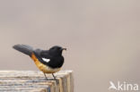 Mocking Cliff-Chat (Thamnolaea cinnamomeiventris)