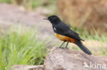 Mocking Cliff-Chat (Thamnolaea cinnamomeiventris)