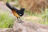 Mocking Cliff-Chat (Thamnolaea cinnamomeiventris)