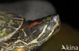 Roodwangschildpad (Trachemys scripta elegans)