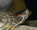 Roodwangschildpad (Trachemys scripta elegans)