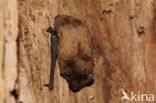 Noctule Bat (Nyctalus noctula)