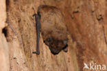 Noctule Bat (Nyctalus noctula)