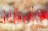 Bristly Haircap (Polytrichum piliferum)