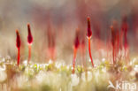 Bristly Haircap (Polytrichum piliferum)