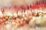 Bristly Haircap (Polytrichum piliferum)