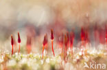 Bristly Haircap (Polytrichum piliferum)