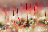 Bristly Haircap (Polytrichum piliferum)