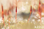 Bristly Haircap (Polytrichum piliferum)