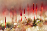 Bristly Haircap (Polytrichum piliferum)