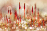 Bristly Haircap (Polytrichum piliferum)