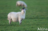 Schaap (Ovis domesticus)