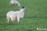 Sheep (Ovis domesticus)