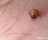 Schapenteek (Ixodes ricinus)