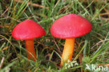 Scarlet Waxcap (Hygrocybe coccinea)