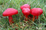 Scarlet Waxcap (Hygrocybe coccinea)