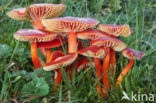 Scarlet Waxcap (Hygrocybe coccinea)