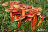 Scarlet Waxcap (Hygrocybe coccinea)